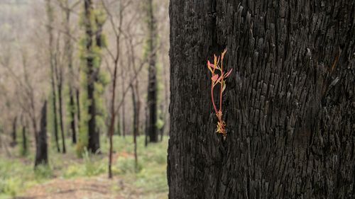 Multimillion dollar boost to bushfire recovery efforts