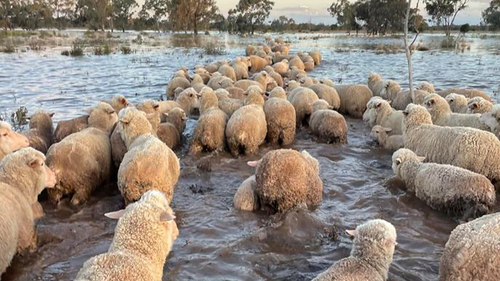 The Battye's herded their flock of sheep  through foodwater yesterday as another deluge threatened to cause renewed rises.
