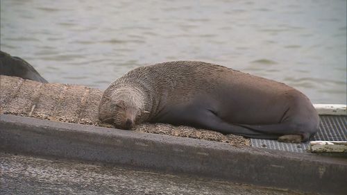 Seal takes up residence on boat ramp in Victorian town.