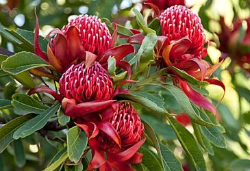 The name waratah comes from which Indigenous people's language?