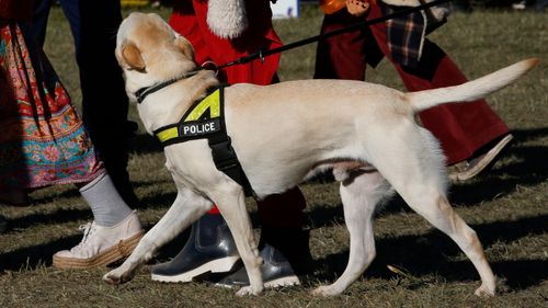 A drug detection dog at Byron Bay's Splendour In The Grass festival.