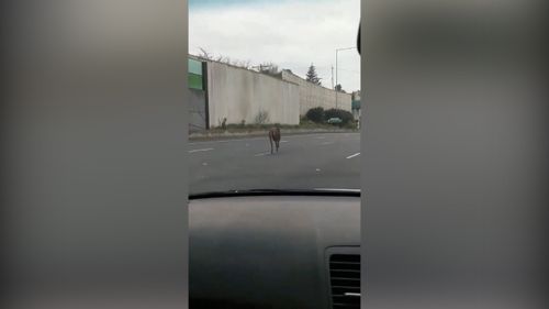 Drivers were forced to slow down as the deer ran down the highway. (9NEWS)