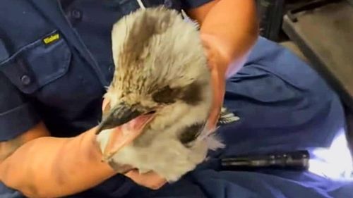 A Kookaburra has been rescued from a Brisbane chimney.