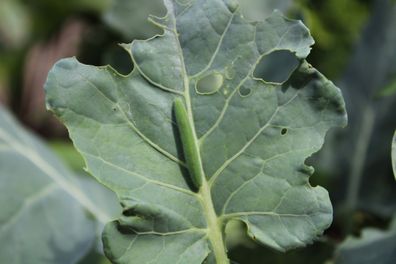 Green caterpillar on a broccoli leaf in the garden