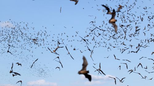 Clouds of Mexican free-tailed bats fly outside the Eckert James River Bat Cave Preserve for a night of consuming insects in the Texas Hill Country west of Austin.