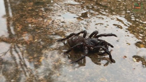 There is expected to be an increase in funnel-web sighting due to the wet weather.