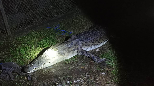 The crocodile was transferred to a pen at Bali Wildlife Rescue Center, where its wounds were dressed and cleaned.