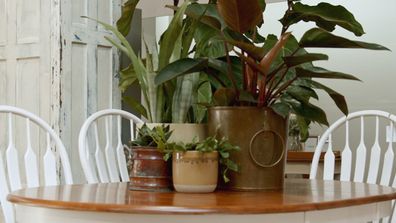 Houseplants, indoor plant