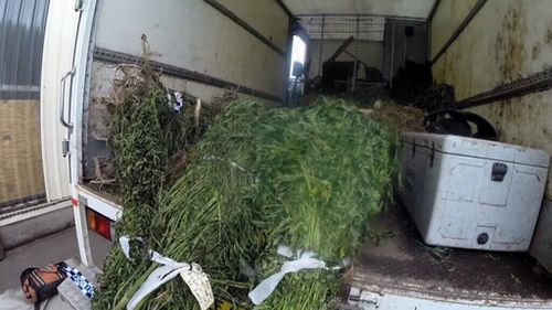 The raids were part of the Cannabis Eradication Program (CEP). (Supplied)