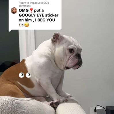 Pancake the bulldog has an optical illusion on his body according to TikTok