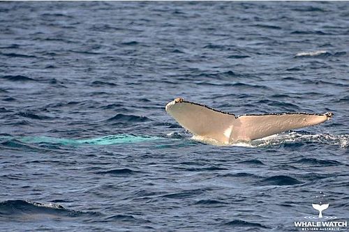 Is this Western Australia's Migaloo? (Whale Watch Western Australia)
