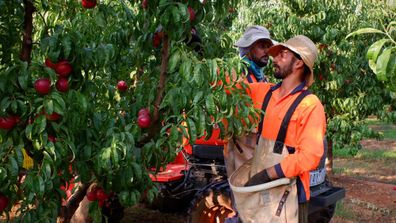 Hand picking the nectarines for the Australian stone-fruit season