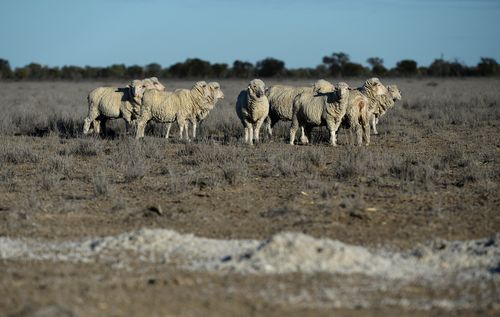 The scheme comes as farmers across New South Wales are struggling to cope with the grip of a devastating drought that has rocked crop and cattle production. Picture: AAP.