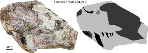 The skull was found in the 1940s but researchers only discovered the healed bite mark this year.