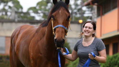 Stablehand Rachael Wilkinson leads "Deploy" around the yard at Rosehill Gardens Racecourse. (AAP)