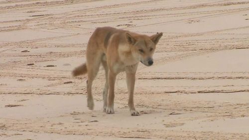 A seven-year-old girl has been attacked by a dingo on K'gari in Queensland. The girl was with her family waiting for the barge at Hook Point earlier today while her mother got out of the car to take photos.