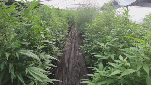 Nearly $6 million of cannabis was uncovered at Schofields on the outskirts of Sydney today.