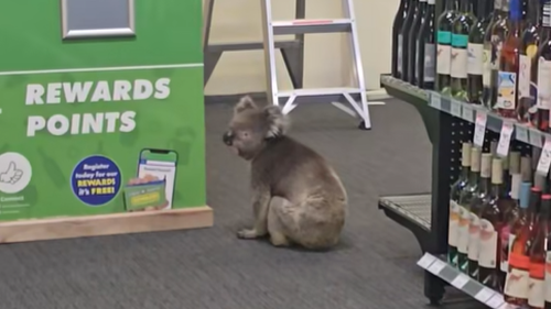 A koala wandered into The Queenscliffe Family Hotel on Kangaroo Island this week.