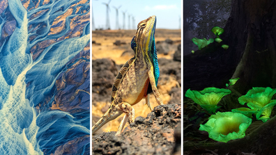 Ghostly glowing mushrooms, charismatic lizards and stunning &quot;braided&quot; rivers are just a few of the winning entries of The Nature Conservancy awards.