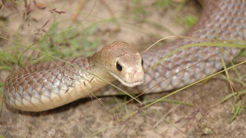 It's believed the teen was bitten by a brown snake. (File image)