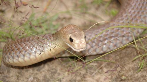 An eastern brown snake. (File image: The Australian Reptile Park)