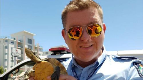 Toby the Turtle seized by police in Queensland