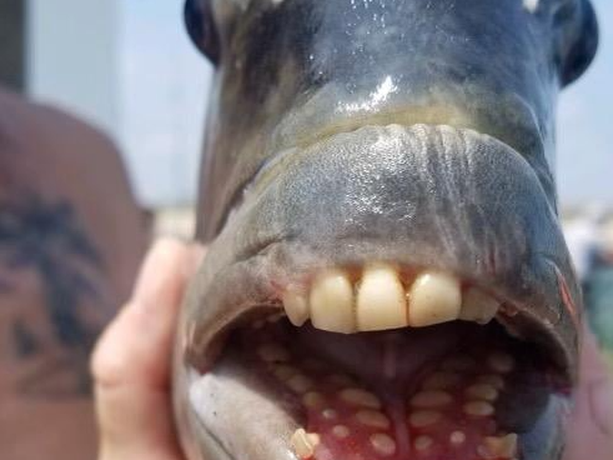 Sheepshead fish with 'human' teeth caught in North Carolina