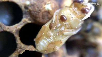 The varroa mite, also known as the varroa destructor, is about the size of a sesame seed and the most serious pest for honey bees worldwide.