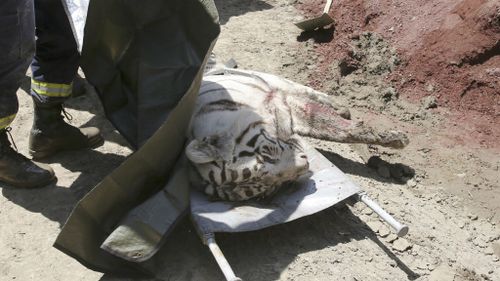 Georgian rescuers prepare to carry a stretcher with a killed white tiger in Tbilisi. (AAP)