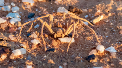 Araignée de sable à six yeux (famille des Sicariidae) de Springbok, Northern Cape