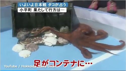The octopus was taken to market ahead of Japan's knockout stage loss to Belgium, despite having a run of success in tipping match results. Picture: Supplied.