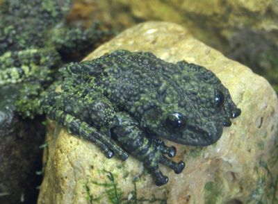 <strong>Vietnamese mossy frog</strong>