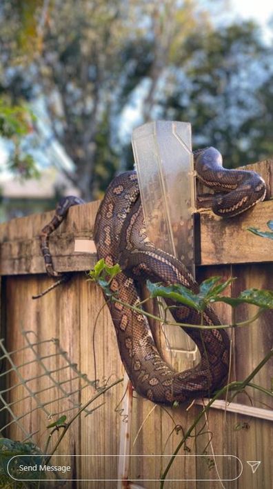 Renee Bargh, snake, video, Instagram