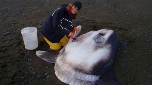 Scientist discovers new species of sunfish in New Zealand