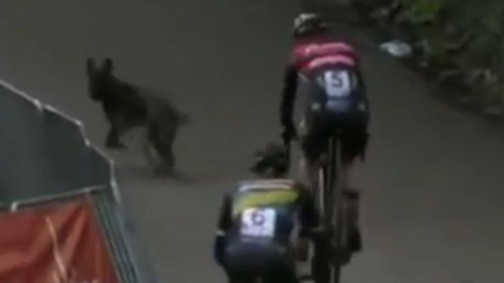 Dog crashes cycling race in Belgium