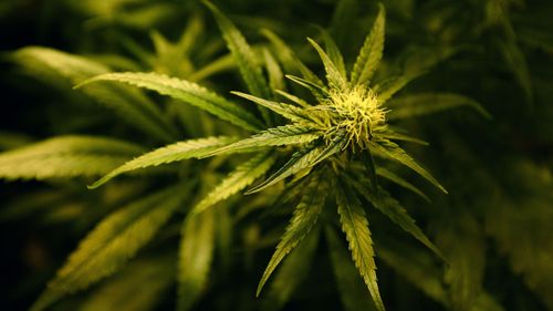 NT man calls police to dob in his dad for 'burning his prized cannabis plants'