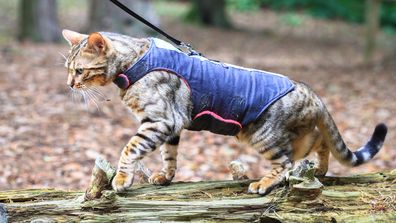 A bengal cat in a harness walks across a log in a forest 