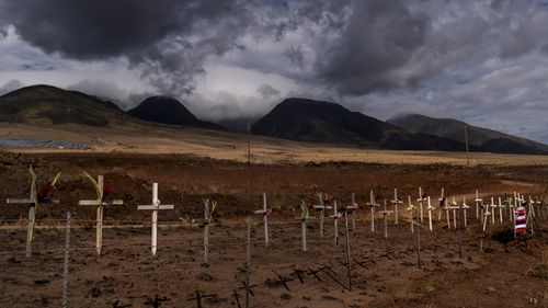 Crosses honoring victims killed in a recent wildfire are posted along the Lahaina Bypass in Lahaina, Hawaii, Aug. 21, 2023. (AP Photo/Jae C. Hong)