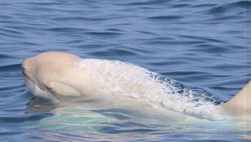 Gojiraiwa Kanko Whale Watching in Japan spotted a rare white orca whale.
