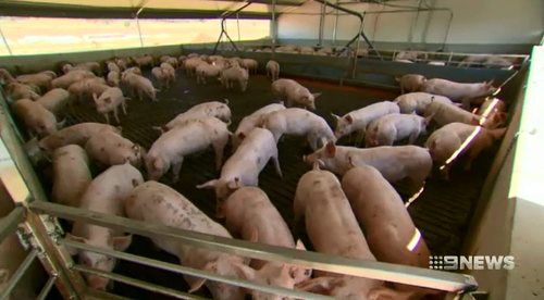 The country's pig supply has dropped due to an increase in feeding costs, meaning the holiday season favourite may not be as accessible.