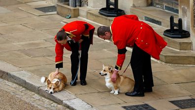WINDSOR, ENGLAND - SEPTEMBER 19: The royal corgis await the cortege ahead of the Committal Service for Queen Elizabeth II held at St George's Chapel, Windsor Castle on September 19, 2022 in Windsor, England. The committal service at St George's Chapel, Windsor Castle, took place following the state funeral at Westminster Abbey. A private burial in The King George VI Memorial Chapel followed. Queen Elizabeth II died at Balmoral Castle in Scotland on September 8, 2022, and is succeeded by her elde