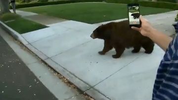Resident seems undisturbed while videoing the bear on his iPhone in close proximity.