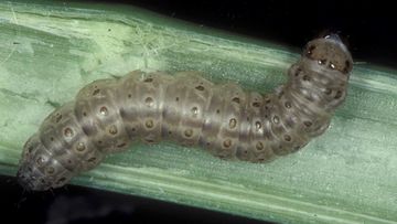 This undated image made available by Frank Peairs in 2007 shows a European corn borer.