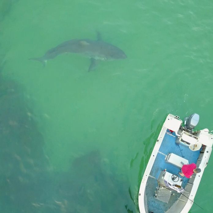 sharks eating whale on beach