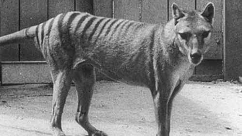 Thylacine in zoo (Getty)
