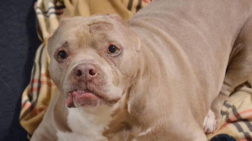 Abused, toothless and earless pit bull flourishing in new life after being rescued from US dog shelter