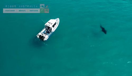 The shark is almost the same length as the boat, which is 8.5m long. (Riggs Australia/Facebook)