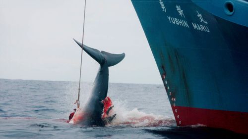 A file photograph shows a Japanese whaling ship injuring a whale with its first harpoon attempt before taking a further three shots to finally kill it in the Southern Ocean in 2006.