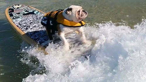 Pork Chops, the six-year-old French bulldog, has become the coast's most recent surfing superstar after amassing a large wave of fans and has even landed his first sponsorship deal.