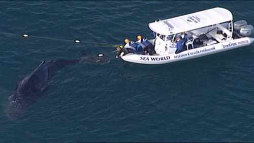 Sea World crews free a whale after it became trapped in shark nets off a Gold Coast beach. (9NEWS)